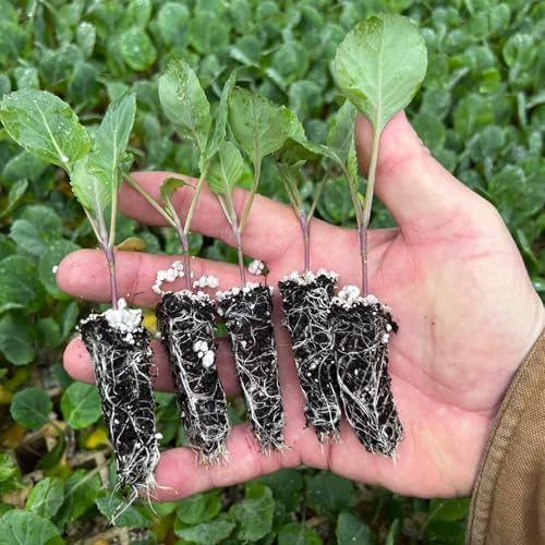 Mixed Kale Plants, Set of 4 Live Rooted Plants, 3-Inch Pots, Hardy Vegetables for Garden, Pot NOT Included - Image 2
