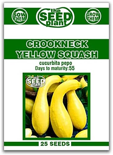 Crookneck Yellow Squash Seeds - 25 Non-GMO Seeds by The+Seed+Plant