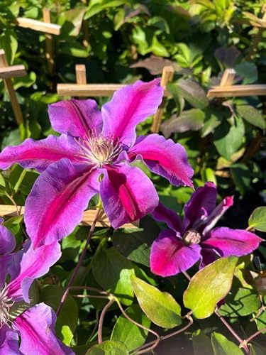 Perennial Farm Clematis 'Dr. Ruppel' Hybrid – Live Flowering Vine in 4 Quart Container, Large Rose-Pink Blooms with Deep Pink Stripes, Long Blooming, Ideal for Trellises, Arbors & Garden Fences - Image 6