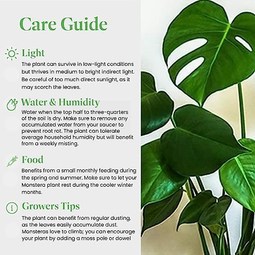 American Plant Exchange Monstera Deliciosa - Live 6-Inch Pot, Easy-Care Split Leaf Vine, Low-Maintenance Air Purifying Houseplant for Home, Office & Garden Décor - Image 5