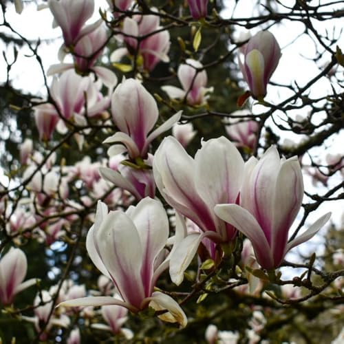 Saucer Magnolia Tree Live Plant, Blooming Shrub, 4-8 Inch Tall - Image 5