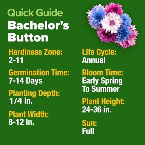 HOME GROWN Bachelor Button Tall Mix 700+ Flower Seeds Centaurea cyanus - Image 5