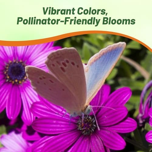 Outsidepride Purple Osteospermum African Daisy Seeds - 20 Pcs. Perennial Flower Seeds for Planting Outdoors with Long-Lasting Blooms, Drought-Tolerant, Easy to Grow for Sunny Gardens & Borders - Image 5