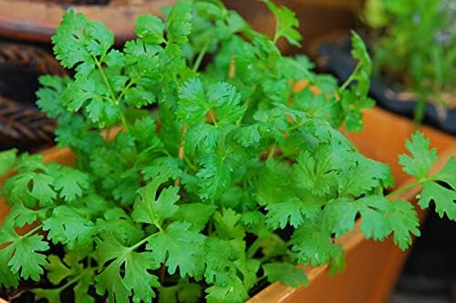 500+ Cilantro Seeds for Planting - Heirloom Non-GMO USA Grown Herb Seeds in Premium Protective Packaging - AKA Coriander, Chinese Parsley, Coriandrum Sativum - by RDR Seeds - Image 6