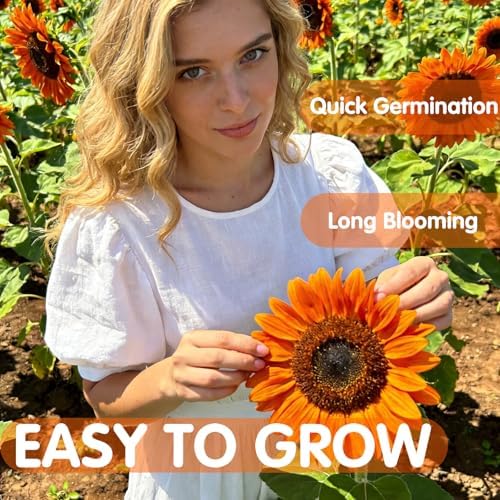 Sunflower Seeds to Plant, Easy to Grow Cut Flower, Heirloom Annual Flowers - Image 6