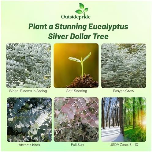 Outsidepride Silver Dollar Tree Eucalyptus Seeds - 25 Pcs. Perennial, Easy to Grow & Drought Tolerant, Flower Seeds for Planting Fragrant, Vibrant Blooms for Landscaping & Pollinator Gardens - Image 2