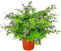 Tropical Plants of Florida - Duranta Sapphire Showers - Flowering Bush Plant - Overall Height 22" to 26" (Plant Only) by TropicalPlantsofFlorida