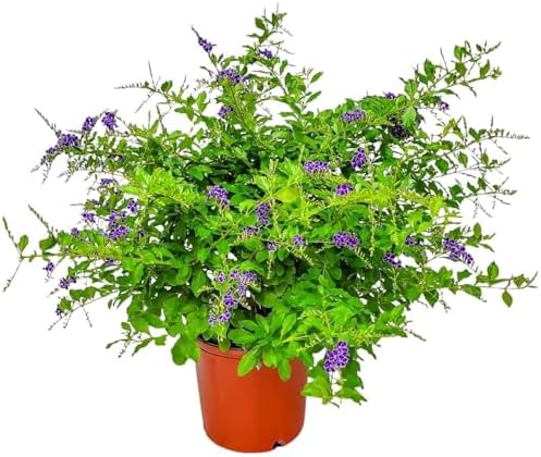 Tropical Plants of Florida - Duranta Sapphire Showers - Flowering Bush Plant - Overall Height 22" to 26" (Plant Only) by TropicalPlantsofFlorida