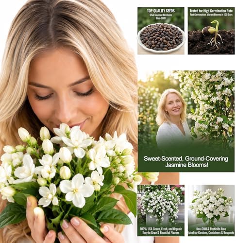 100+ Climbing Jasmine Flower Seeds Fragrant Plant for Planting Garden Home Four Seasons Evergreen Silver Jasmine Garden Balcony Climbing Flower Non-GMO - Image 3