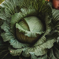 Late Flat Dutch Cabbage - 100 Cabbage Seeds for Planting, Thresh Seed Co. by ThreshSeedCo