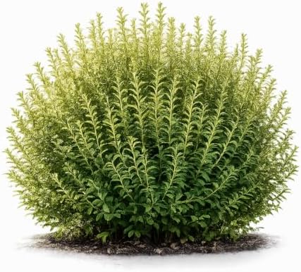 Willow Privacy Bush Cuttings for Planting | Fast Growing Privacy Willow Bush | Easy to Root Live Willow Cuttings | Natural Hedge, Windbreak & Landscape Shrub (24 Plants) by CZGrain