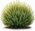 Willow Privacy Bush Cuttings for Planting | Fast Growing Privacy Willow Bush | Easy to Root Live Willow Cuttings | Natural Hedge, Windbreak & Landscape Shrub (48 Plants) by CZGrain
