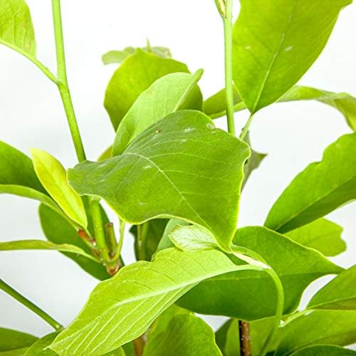 Perfect Plants Ann Magnolia Tree, 1 Gallon, Live Plant - Image 3