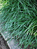 Perennial Farm Liriope spicata (Creeping Lilyturf) – Live Evergreen Groundcover, 4 Inch Pot, Arching Green Foliage Lavender Flower Spikes, Dense Spreader, Drought Tolerant, Ideal for Edging & Slopes by PerennialFarmMarketplace