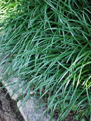 Perennial Farm Liriope spicata (Creeping Lilyturf) – Live Evergreen Groundcover, 4 Inch Pot, Arching Green Foliage Lavender Flower Spikes, Dense Spreader, Drought Tolerant, Ideal for Edging & Slopes by PerennialFarmMarketplace