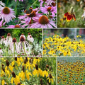 Eden Brothers Conehead Flower Mixed Seeds for Planting, 5 lb, 2,400,000+ Seeds with Prairie Coneflower, Mexican Hat | Attracts Pollinators, Plant in Spring or Fall, Zones 3, 4, 5, 6, 7, 8, 9, 10 by EdenBrothers