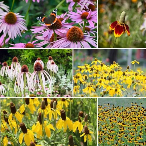 Eden Brothers Conehead Flower Mixed Seeds for Planting, 1/4 lb, 120,000+ Seeds with Prairie Coneflower, Mexican Hat | Attracts Pollinators, Plant in Spring or Fall, Zones 3, 4, 5, 6, 7, 8, 9, 10 by EdenBrothers
