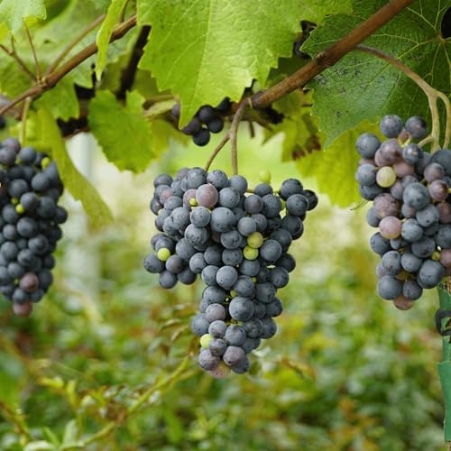Concord Seedless Bare Root Grape Vines - The American Table Grape - 1-Year Old Plant with a Free Vine Support Included - from Hand Picked Nursery (2) by HandPickedNursery