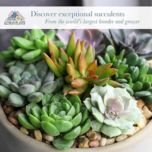 Altman Plants Specialty Live Succulent Plant (6 Pack), No Duplicates, Assorted Succulents Featuring Unique Colors & Shapes, 2 in Pots - Image 4