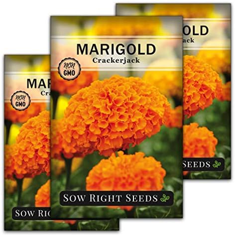 Sow Right Seeds- Crackerjack African Marigold Seed for Planting Flowers 3pk by SowRightSeeds
