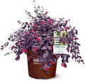 5 Gallon Southern Living Plant Collection 'Red Diamond' Loropetalum by Unknown