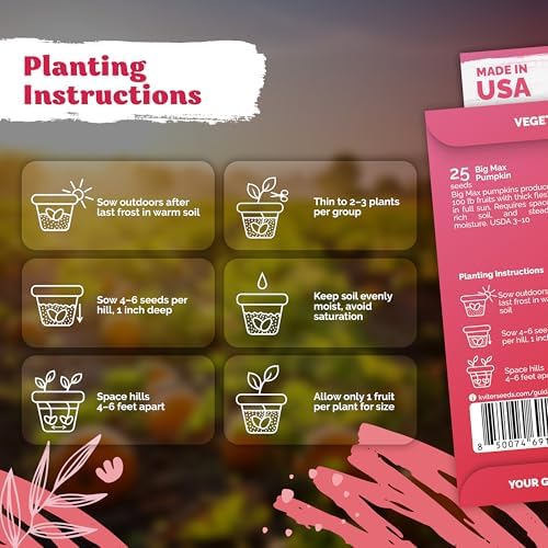 25 Big Max Pumpkin Heirloom Vegetable Seeds for Planting, Cucurbita Pepo - Image 3
