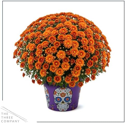 Chrysanthemum (Purple Skull Deco Pot), Orange Blooms, Live Fall Flowering Perennial, 15" Tall by 12" Wide in 3 Qt Pot - Image 4