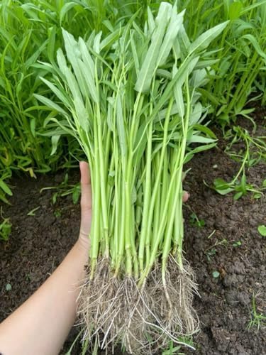 420+ Ong Choy Seeds - Rau Muong La TRE, Kangkong, Kong Xin CAI, Water Spinach Seeds - Premium, Heirloom, Non GMO, 99% Germination Rate - Easy to Grow Vegetable for Yard & Garden Planting by Unknown