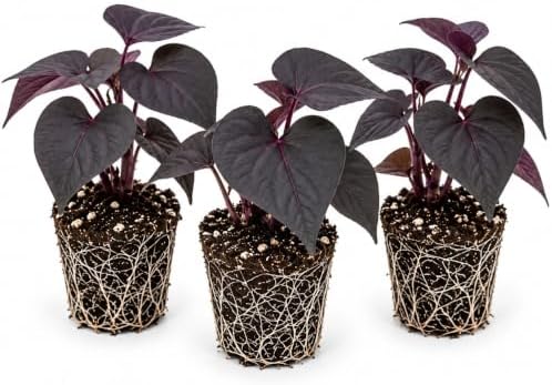 Ace of Spades Sweet Potato Vine Live Starter Plugs – Ipomoea Dark Purple Black Trailing Foliage – Ornamental Vine for Planters, 3 Plugs by CZGrain