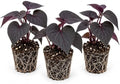 Ace of Spades Sweet Potato Vine Live Starter Plugs – Ipomoea Dark Purple Black Trailing Foliage – Ornamental Vine for Planters, 3 Plugs by CZGrain