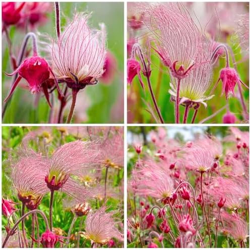 50+ Perennial Pink Prairie Smoke Seeds for Planting - Drought Tolerant Ground Cover, Attracts Pollinators,Low Maintenance for Rock Gardens, Rare Wildflower Seeds by Unknown