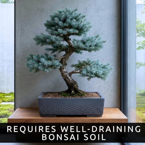 Blue Spruce Bonsai Seeds (30 Pack) – Colorado Blue Spruce Tree for Planting – Grow Miniature Evergreen for Bonsai – Cold Hardy Conifer - Moderate Grower - Peaceful Hobby - Image 2