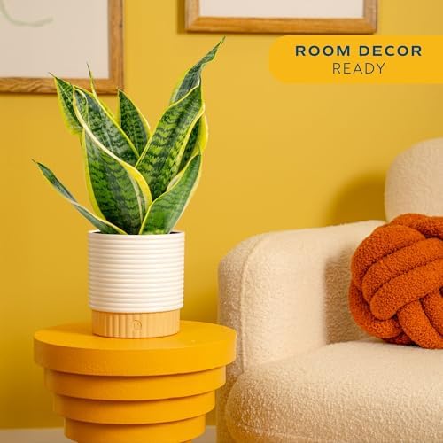 Costa Farms Snake Plant Live Indoor Plant, Easy Care, 6-in Pot - Image 2