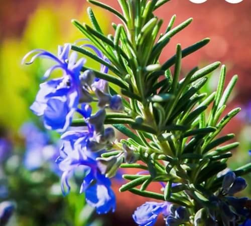 Tuscan Blue Rosemary Live Plant, Fragrant Herb, 3.5" Pot - Image 2