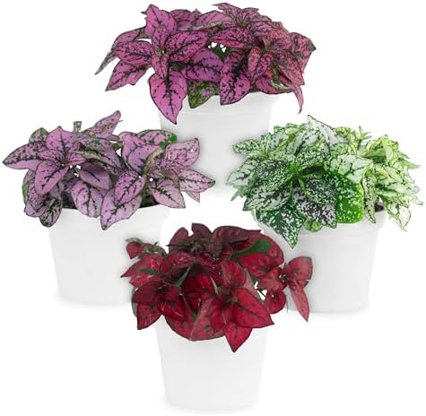 Polka Dot Plant Collection (4-Pack) - House Plants Indoors Live, Air Purifying Live Indoor House Plants, (Red, White, Rose, and Pink) Indoor Plants Live houseplants. by FamPlants