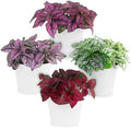 Polka Dot Plant Collection (4-Pack) - House Plants Indoors Live, Air Purifying Live Indoor House Plants, (Red, White, Rose, and Pink) Indoor Plants Live houseplants. by FamPlants