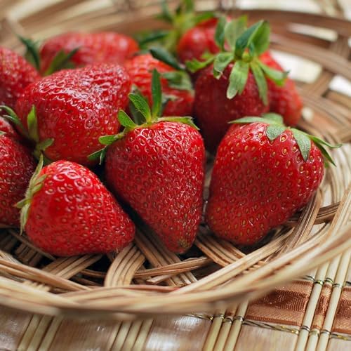 Annapolis June Bearing Bare Root Strawberry Plants - Harvest Early! Cold Hardy Producing a High Yield of Strawberries - from Hand Picked Nursery (5) by HandPickedNursery