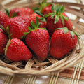Annapolis June Bearing Bare Root Strawberry Plants - Harvest Early! Cold Hardy Producing a High Yield of Strawberries - from Hand Picked Nursery (5) by HandPickedNursery