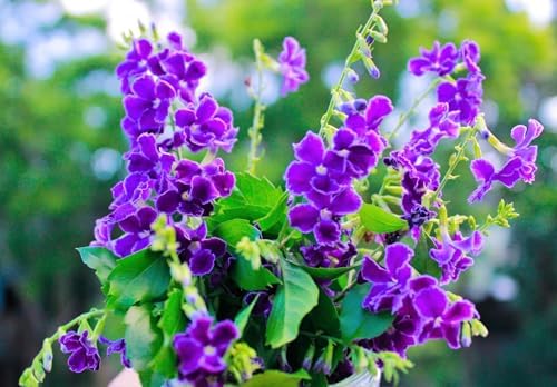 Duranta Blue Live Plants (5-9" Tall) - Pack of 2 (Two) - Golden Dewdrop Sky Flower - Fast Growing Pollinator Magnet - Vibrant Violet Blooms - Container & Landscape Ready - Exotic Tropical Shrub - Image 6