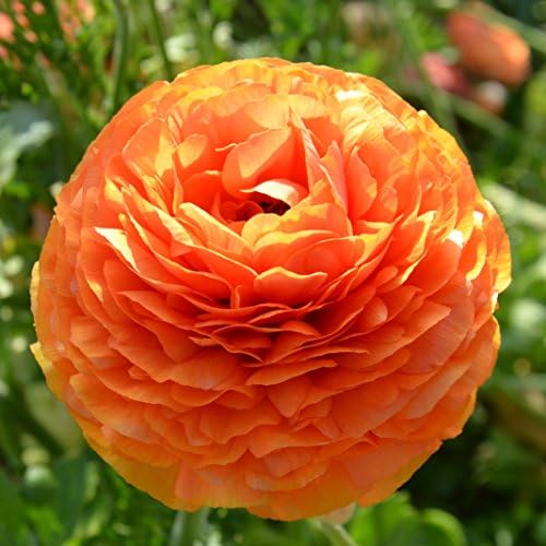 Ranunculus Sunset 10 Flower Bulbs - Spring Blooms, Tecolote Buttercups - Image 5