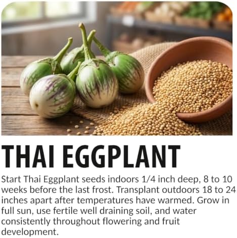 Thai Eggplant Seeds for Planting | 100 Seeds | Green Garden Vegetable - Image 3