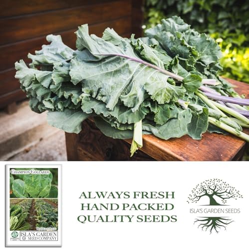 Champion Collard Greens Seeds (Brassica oleracea) – 1,000+ Non-GMO Heirloom Seeds by Isla’s Garden Seeds, Nutrient-Dense & Flavorful Greens, Fast-Growing & Productive, Perfect for Cooking & Smoothies - Image 4