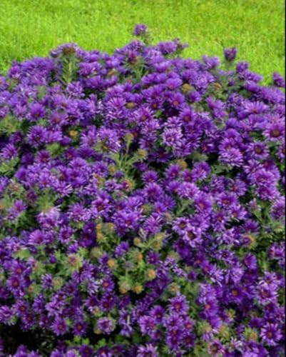 Perennial Farm Marketplace Aster novae-angliae ‘Grape Crush’ (New England Aster) Native Live Perennial, Size-#1 Container, Deep Purple Fall Flowers, Zones 4-8 - Image 3