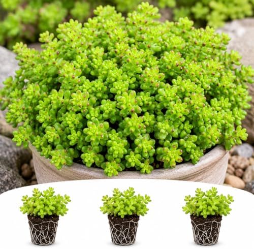 Sedum Sexangulare Live Plant Plugs – Hardy Green Stonecrop Ground Cover – Low Growing Spreading Succulent Perennial – Starter Plants for Rock Gardens, 10 Plants by CZGrain