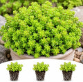 Sedum Sexangulare Live Plant Plugs – Hardy Green Stonecrop Ground Cover – Low Growing Spreading Succulent Perennial – Starter Plants for Rock Gardens, 3 Plants by CZGrain