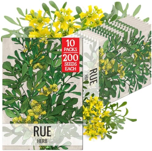 Seed Needs Rue Seeds to Plant an Herb Garden - 10 Packs by SeedNeeds