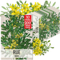 Seed Needs Rue Seeds to Plant an Herb Garden - 10 Packs by SeedNeeds