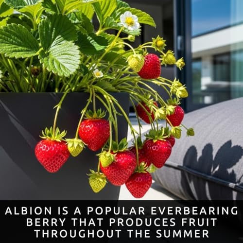 Albion Everbearing Strawberry Live Plants | 10 Bare Root Plants | Garden - Image 2