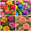 1300+ Mix Zinnia Seeds for Planting - Heat & Drought Tolerant,Ideal for Borders, Beds, and Container - Attracts Bees and Butterflies by Unknown