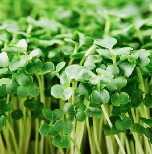 Organic Broccoli Seeds for Sprouting Microgreens – Heirloom, Non GMO Seed Packet to Plant & Grow Organic Broccoli in Home Indoor Hydroponic Gardens – Great Gardening Gift (1 Packet Approx 250 Seeds) by Axel%27s+Garden+Seeds